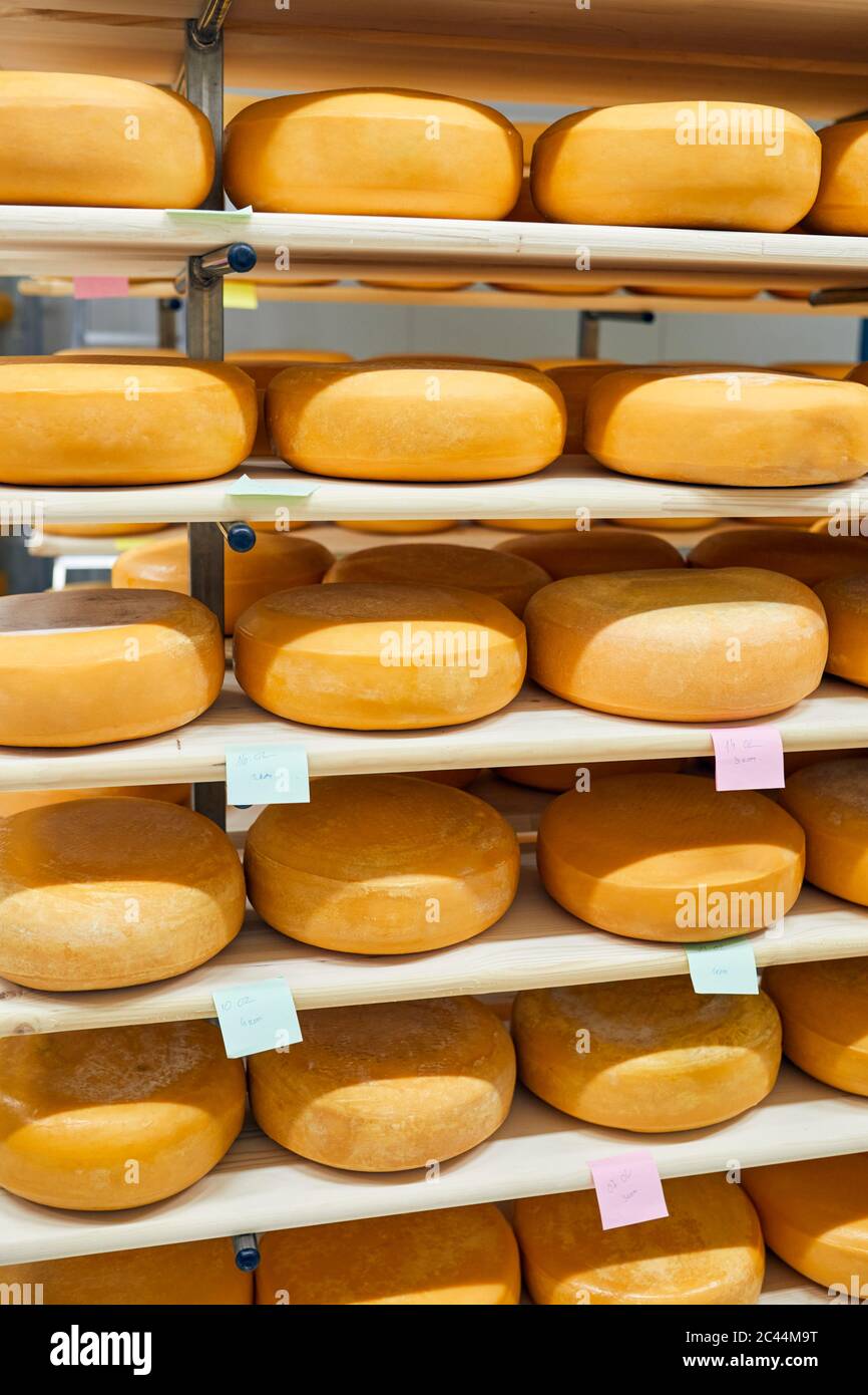 Cheese factory, cheese wheels maturing in shelf Stock Photo