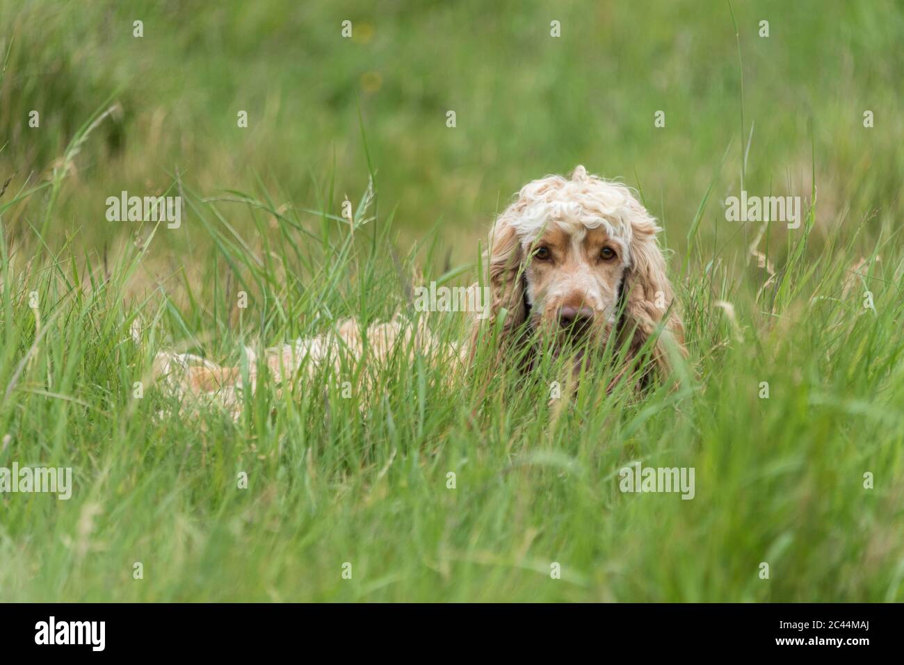 Cocker Spaniel in the long grass. Stock Photo