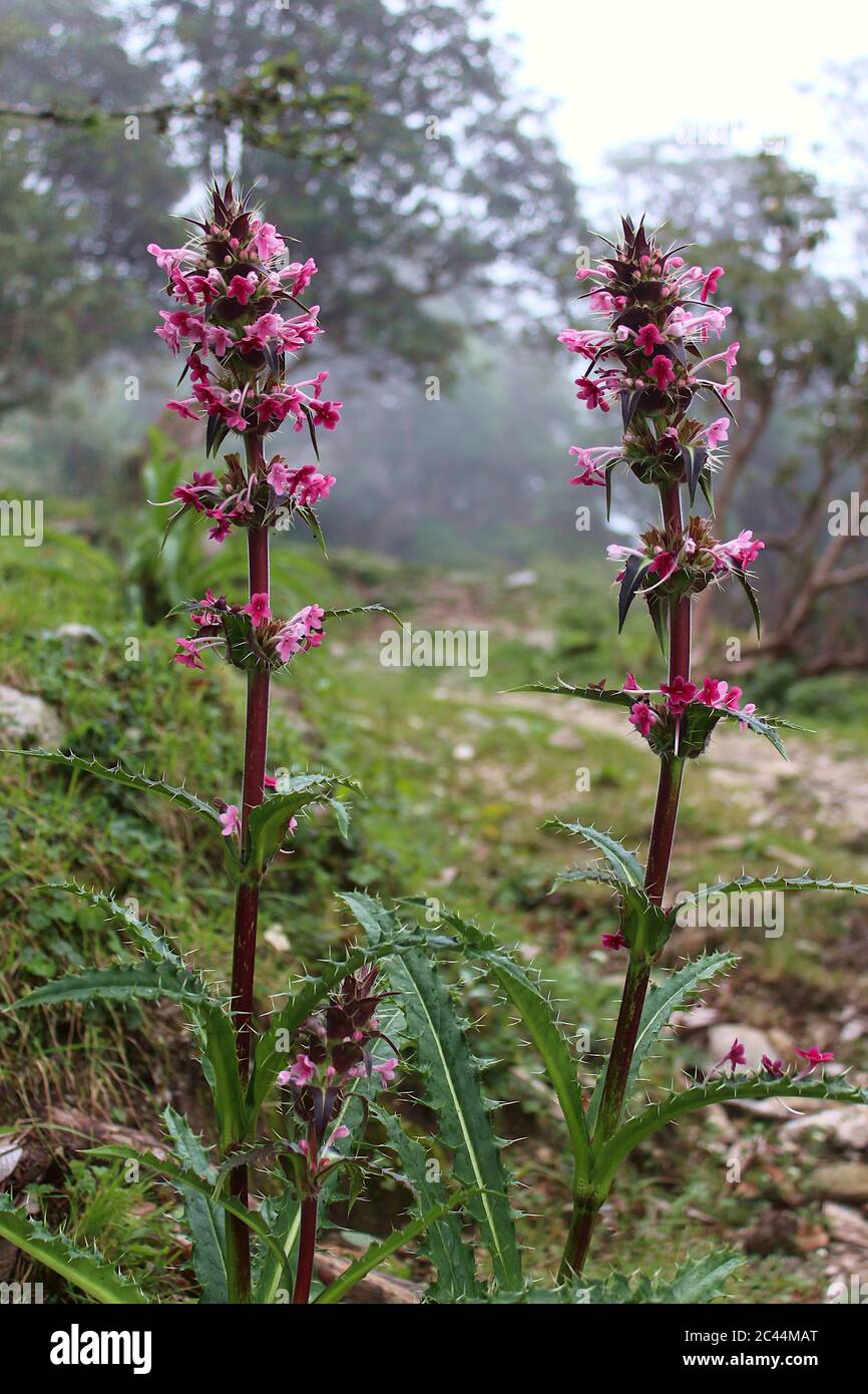 beautiful Himalayan plant with tiny pinkish flower Stock Photo - Alamy