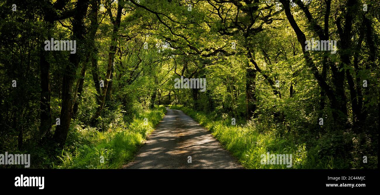 UK, Wales, Cresselly, Empty footpath in green lush forest Stock Photo ...