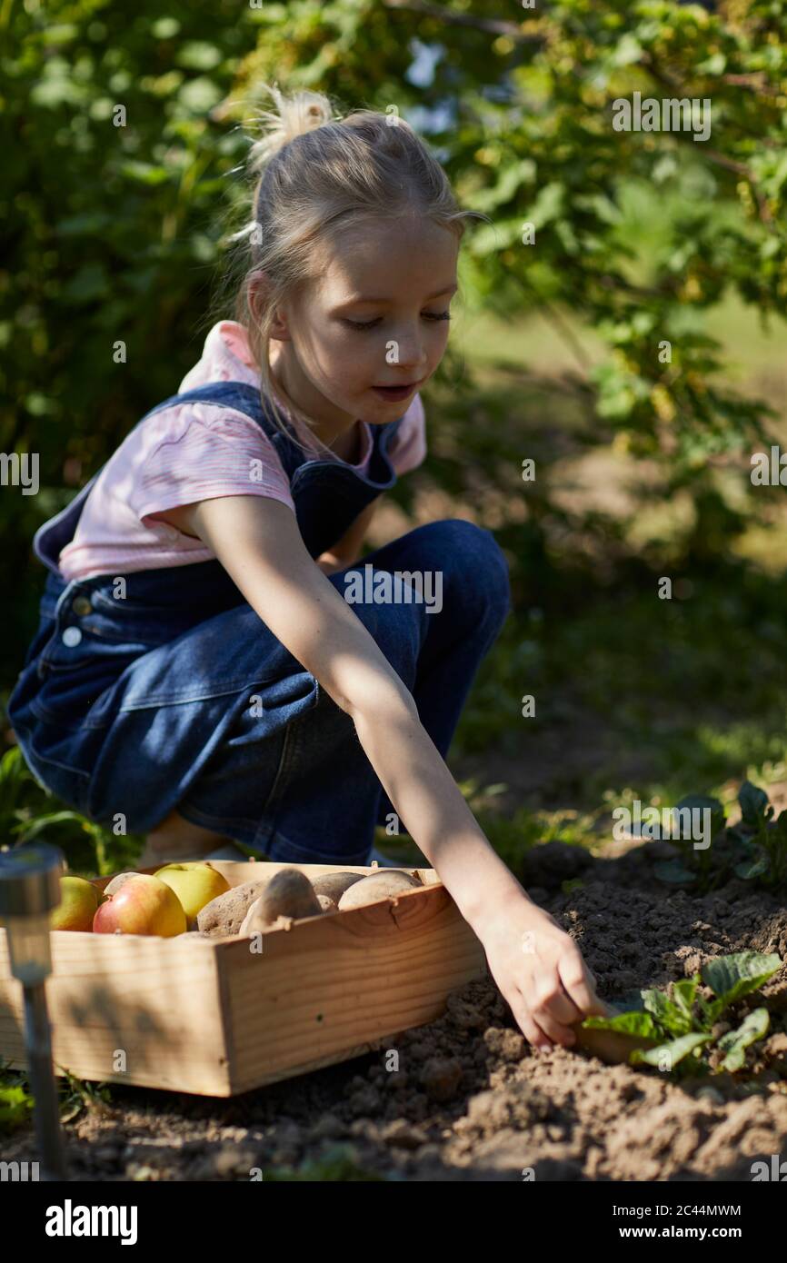 Girl harvesting in allotment garden Stock Photo