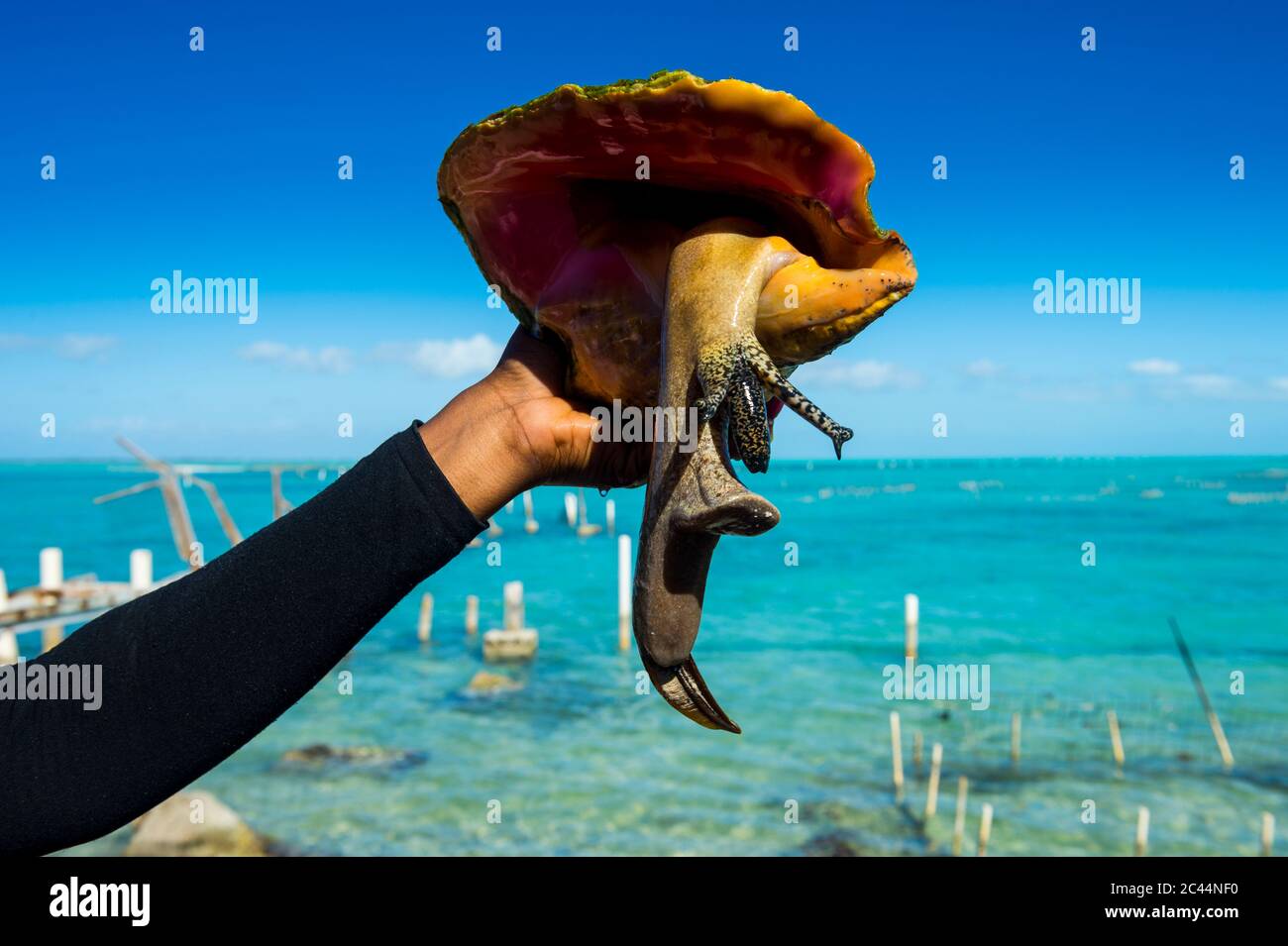 Cropped hand of woman holding queen conch against sea, Providenciales, Turks And Caicos Islands Stock Photo