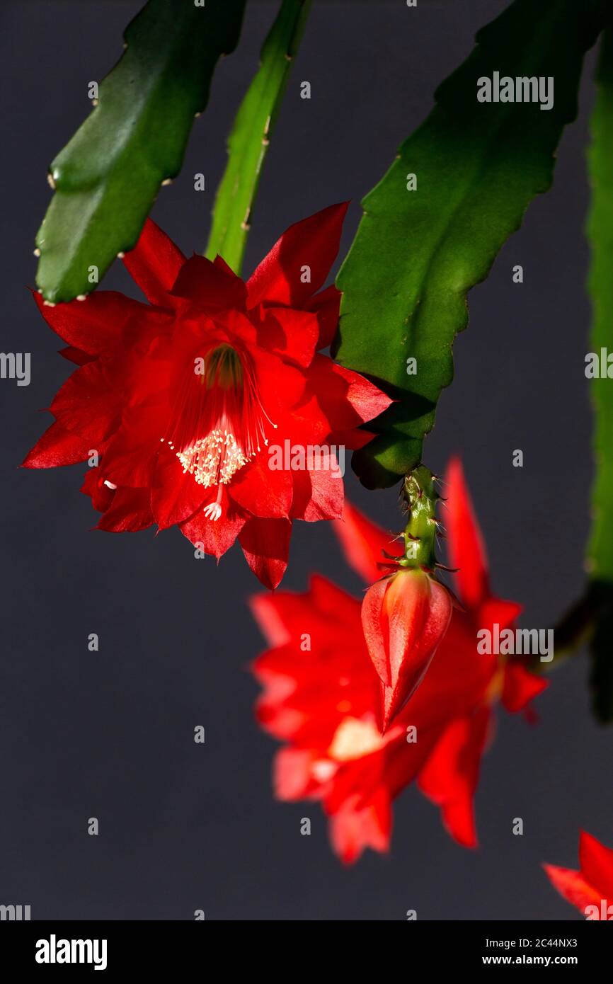 Red blooming flower of climbing cacti , Epiphyllum Stock Photo