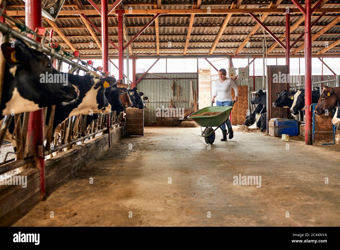 Female farmer carrying hay in wheelbarrow at dairy farm Stock Photo - Alamy