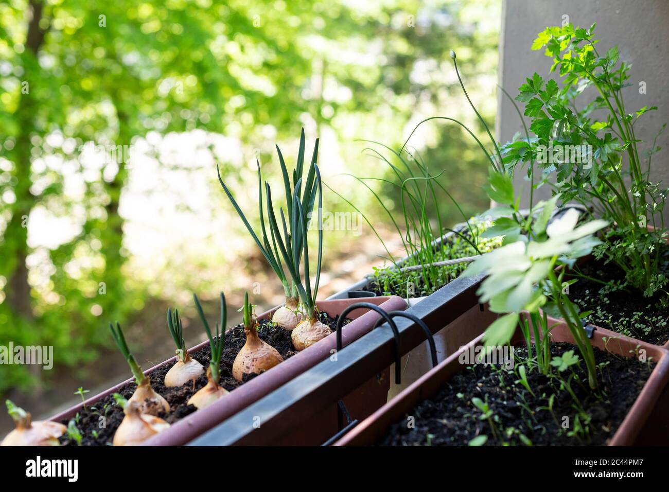Welsh onions (Allium fistulosum) and various herbs growing in small balcony garden Stock Photo