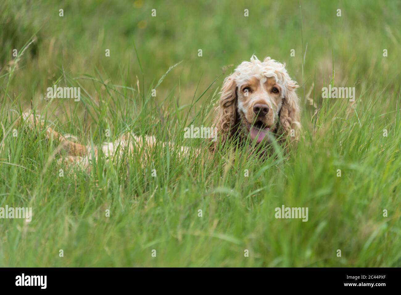 Cocker Spaniel in the long grass. Stock Photo