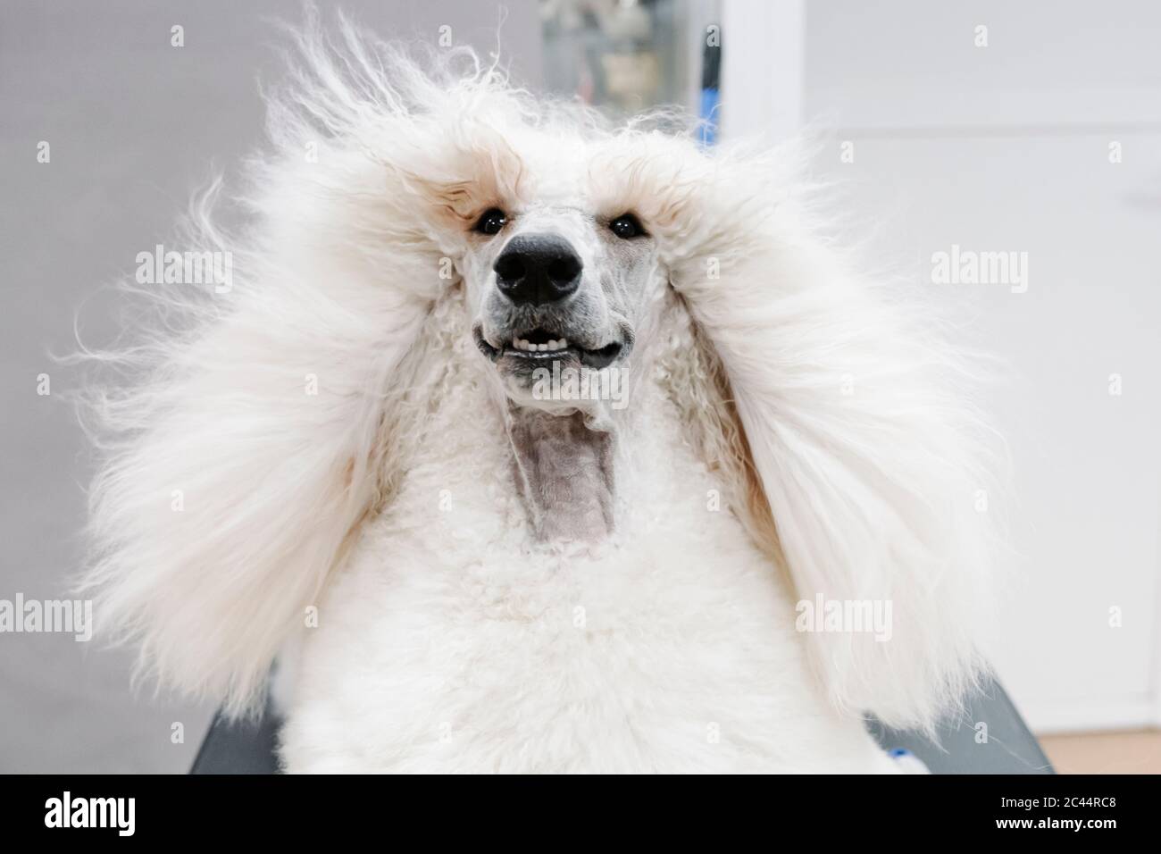 Portrait of white Standard Poodle with blowing hair Stock Photo