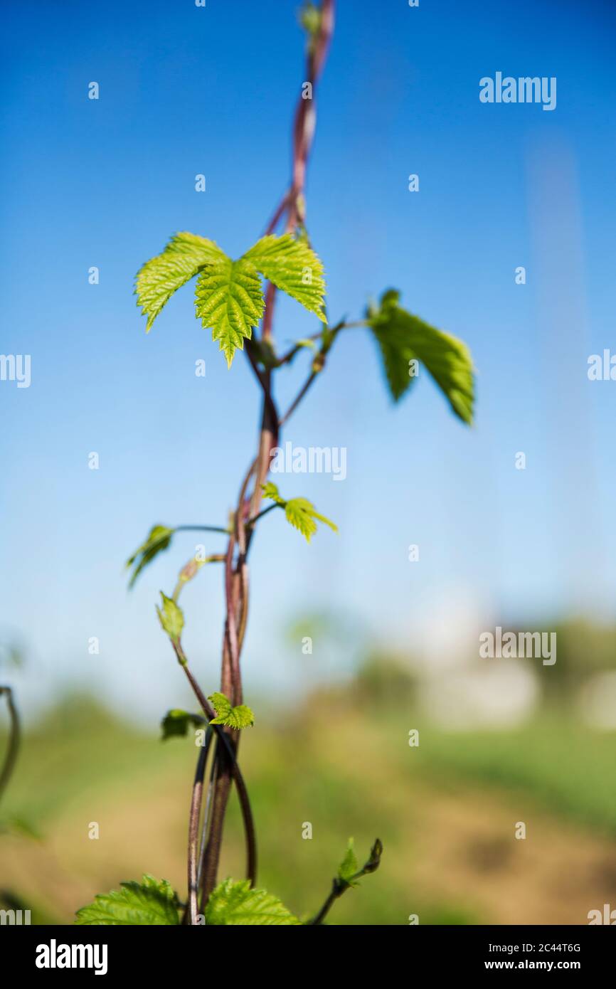 Close-up of hop crop plant on field against clear blue sky at Hallertau, Bavaria, Germany Stock Photo