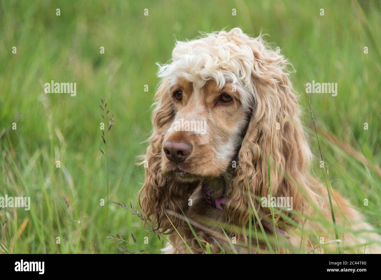 Well Chilled High Resolution Stock Photography And Images Alamy