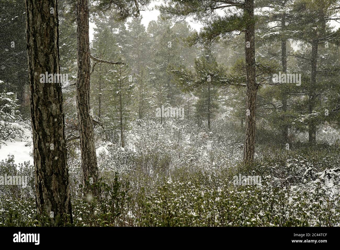 Spain, Province of Guadalajara, Snowy forest in Alto Tajo Nature Reserve Stock Photo