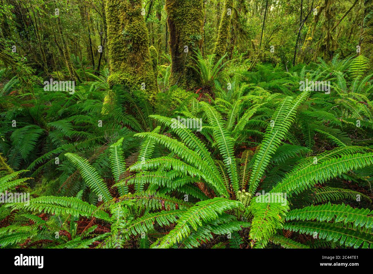 Lush ferns tutoko valley rainforest hi-res stock photography and images ...