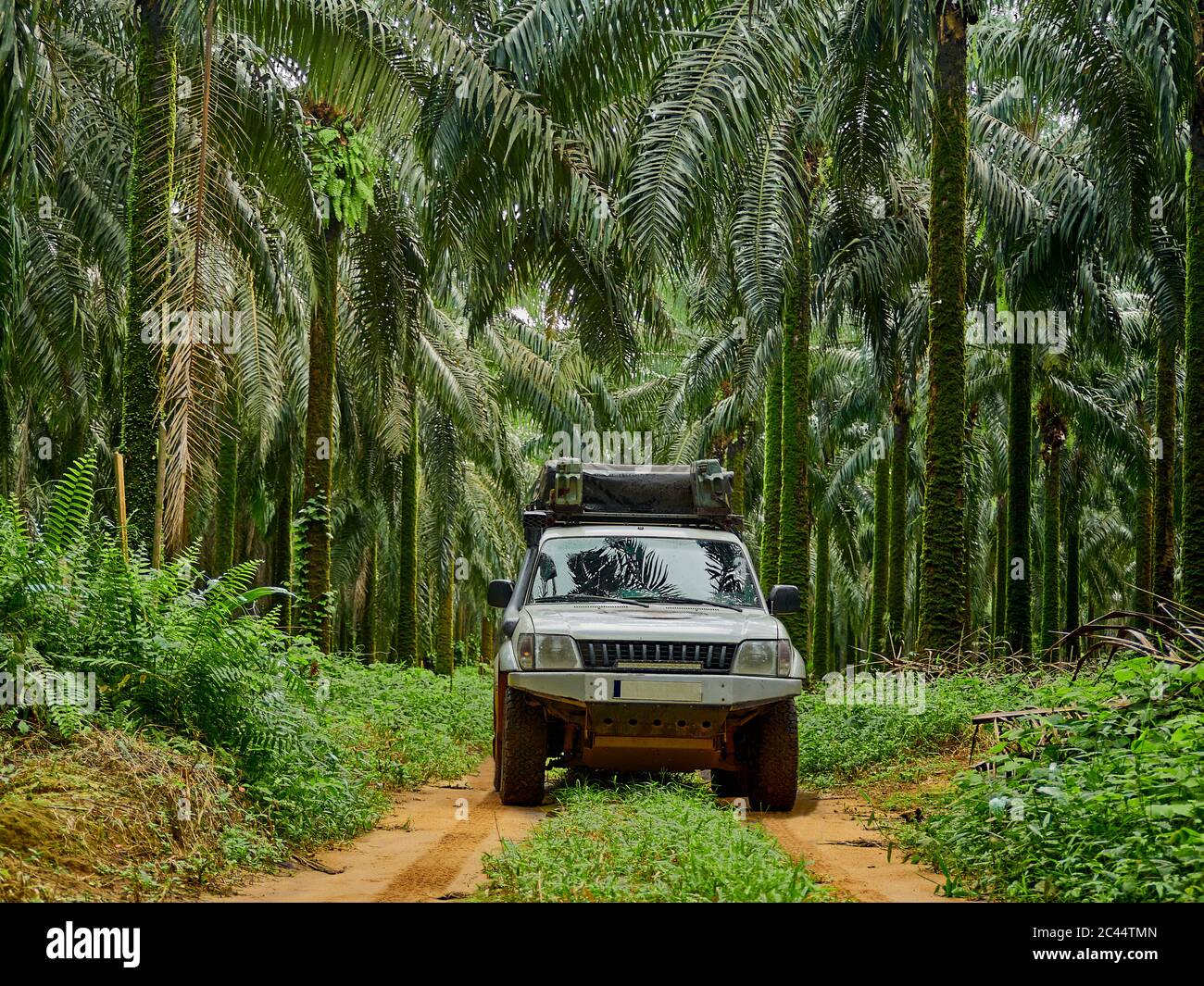 Cameroon, Pongo-Songo, White 4x4 driving in a muddy path among palm trees Stock Photo