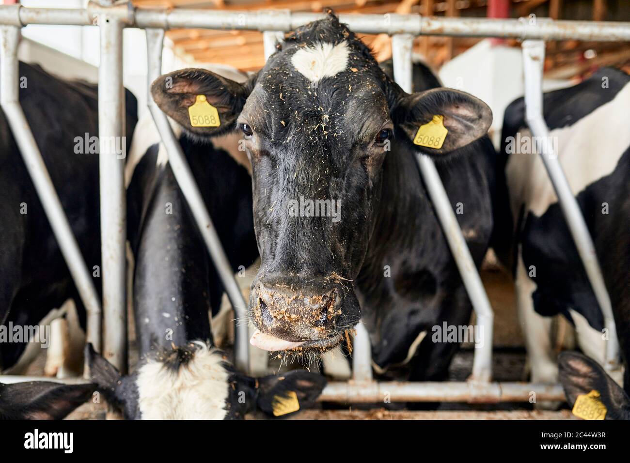 https://c8.alamy.com/comp/2C44W3R/close-up-of-black-cow-standing-in-pen-at-dairy-farm-2C44W3R.jpg