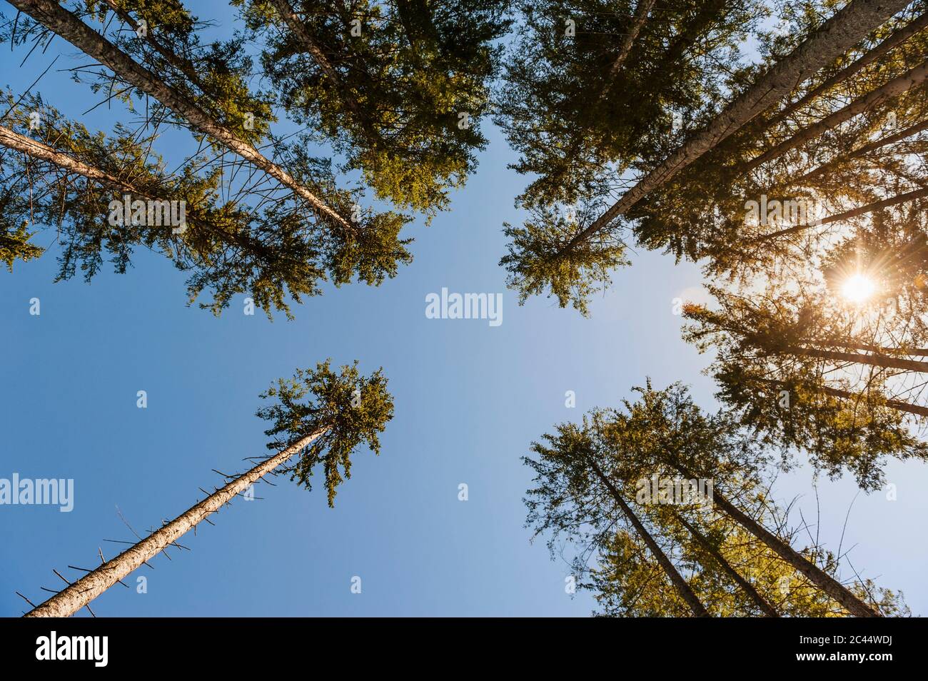 Directly below view of tall trees against clear blue sky on sunny day Stock Photo