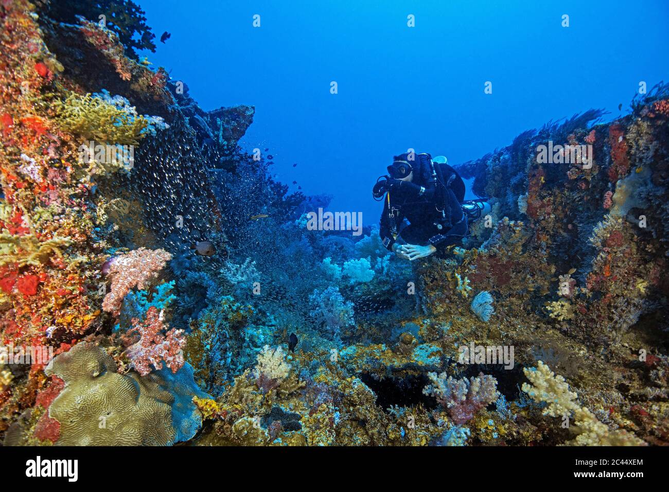 Palau, Koror, Diver exploring ship wreck overgrown with coral reef Stock Photo