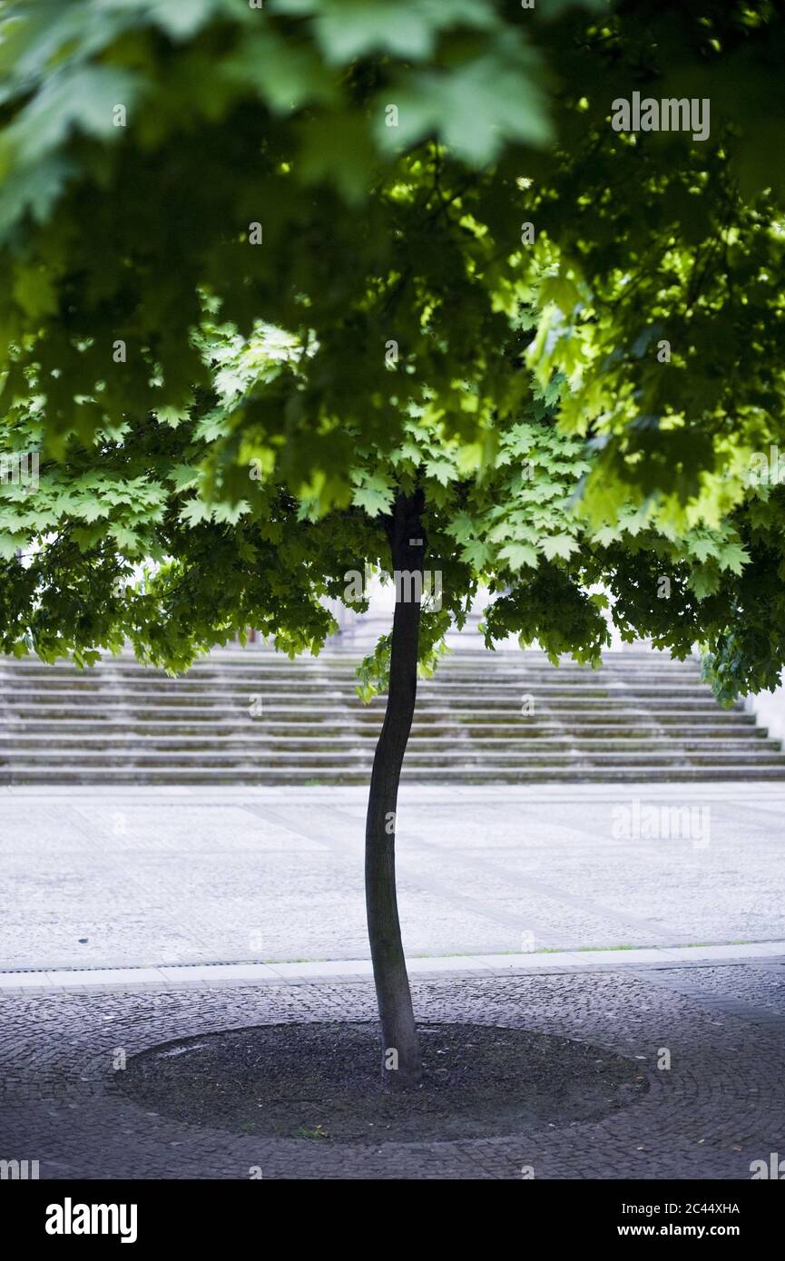 Tree in a square Stock Photo - Alamy