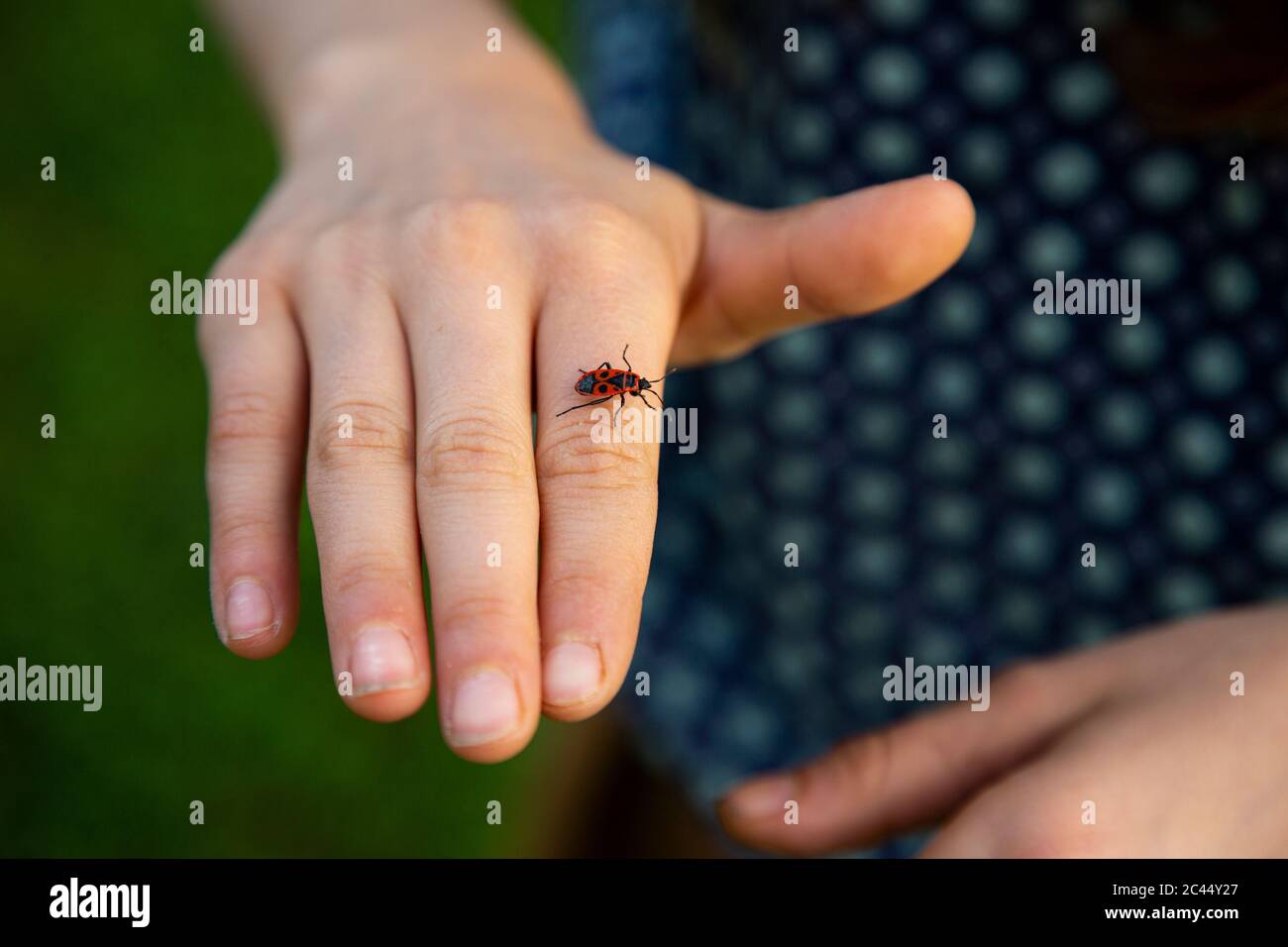 Close-up of firebug (Pyrrhocoris apterus) crawling on hand of little girl Stock Photo