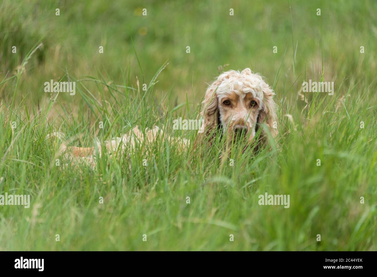 Cocker Spaniel in the long grass. Stock Photo