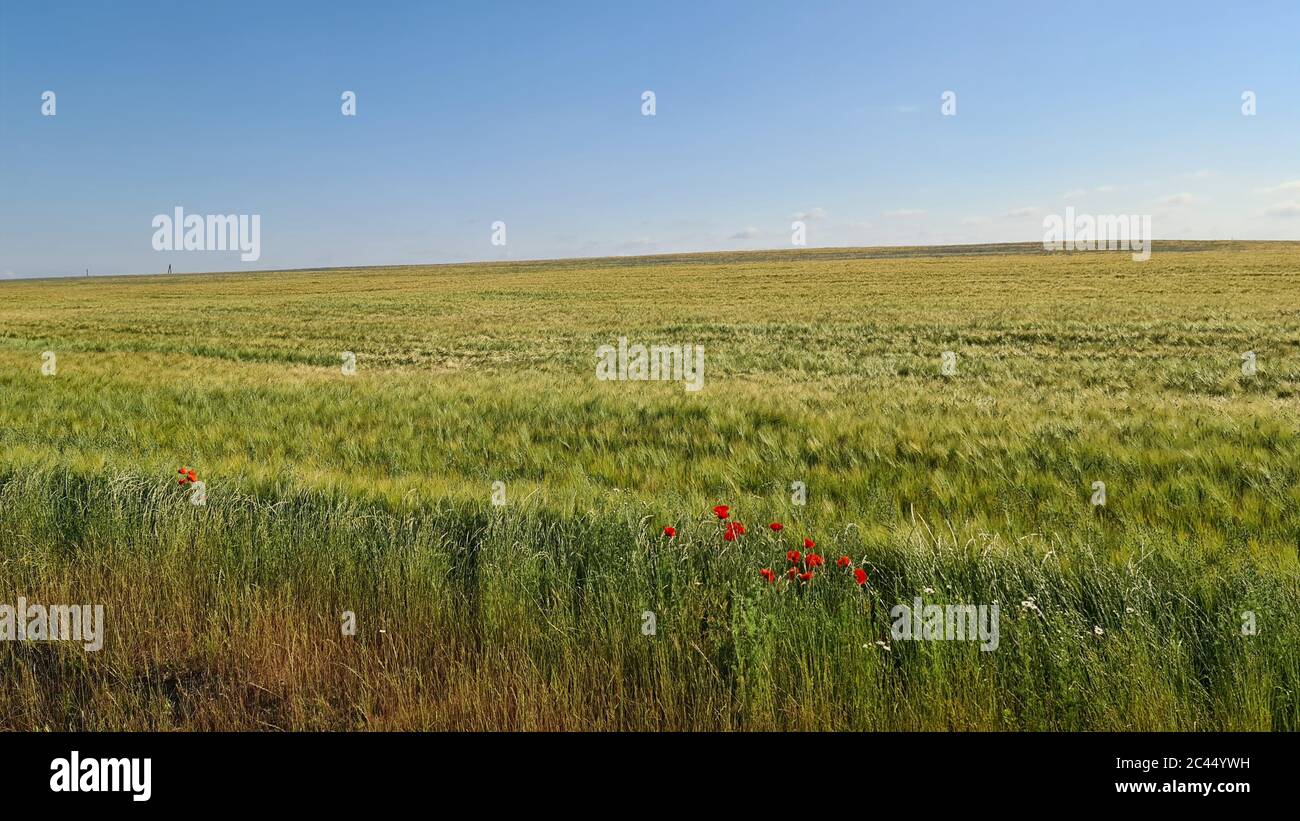 Red poppies and wildflowers on an agricultural field Stock Photo