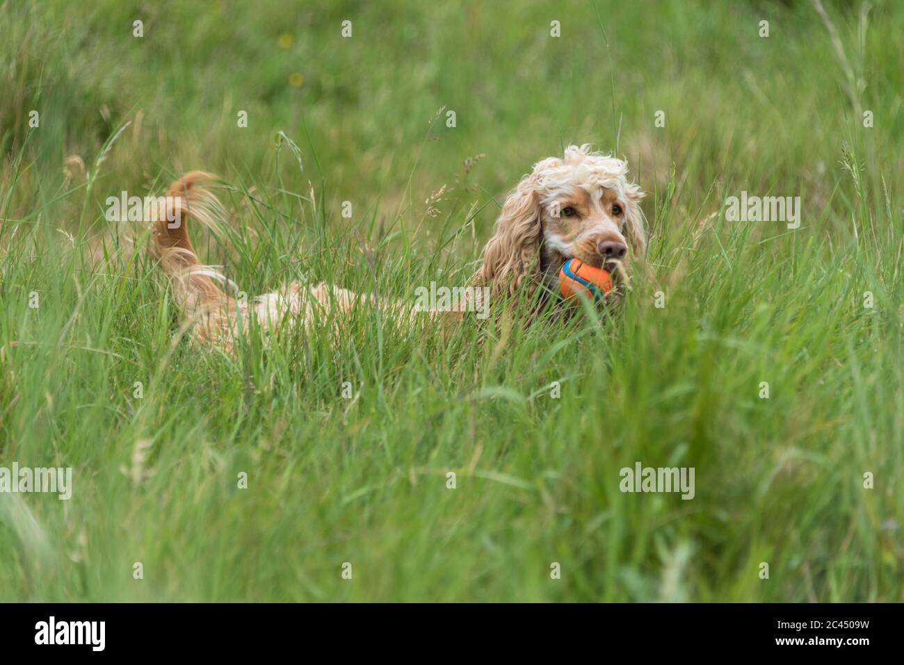 Cocker Spaniel in the long grass. Stock Photo