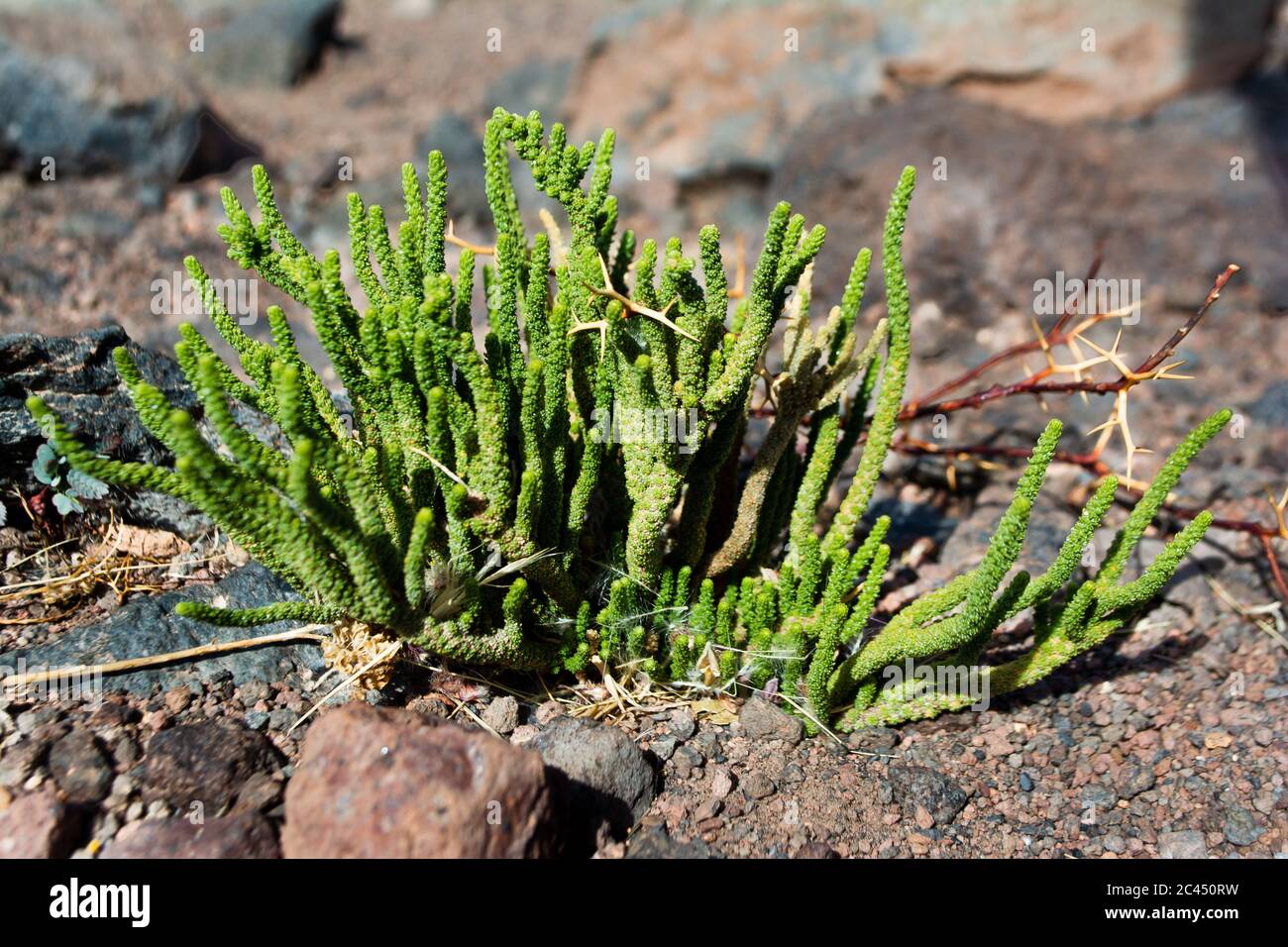 Planta de chile hi-res stock photography and images - Alamy