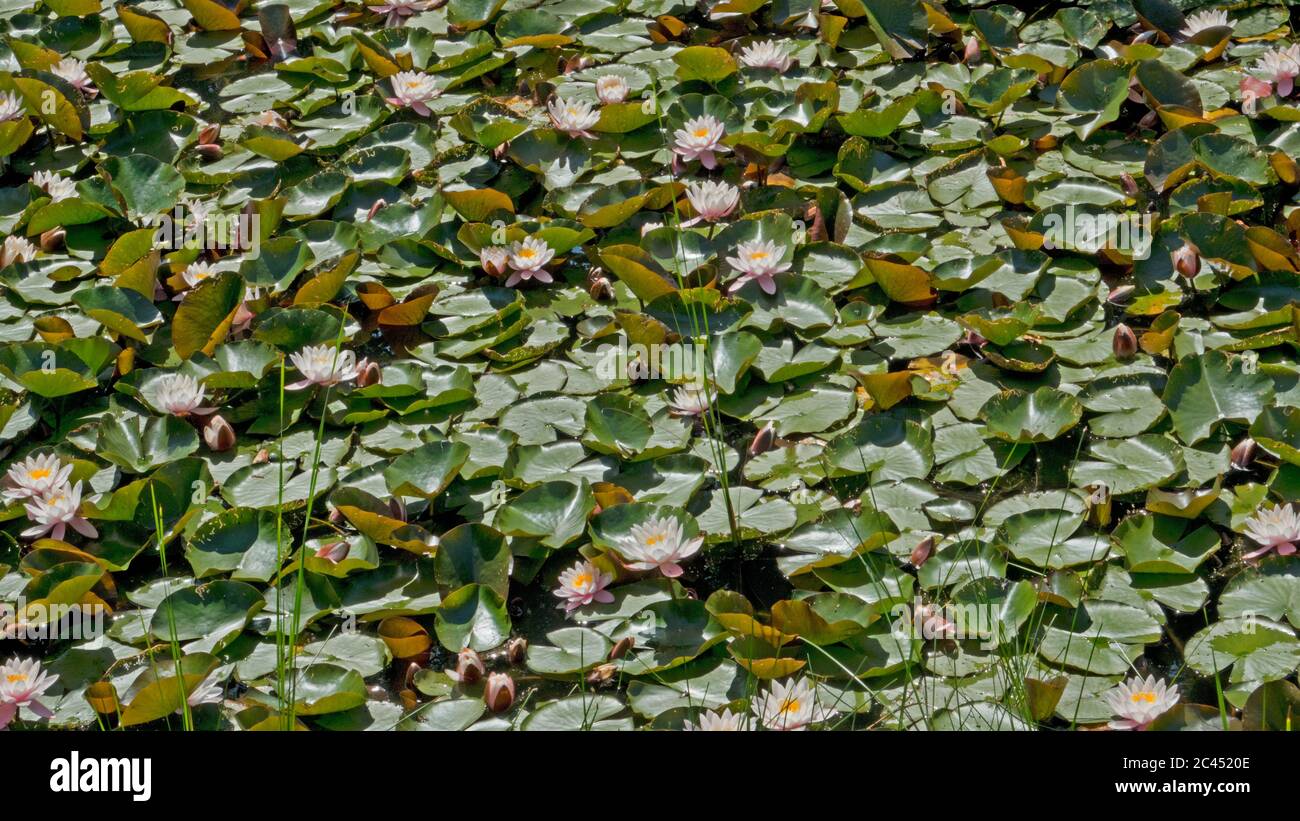 Pond, completely covered with Water Lily and floating green lily pads ... Biology Diagrams