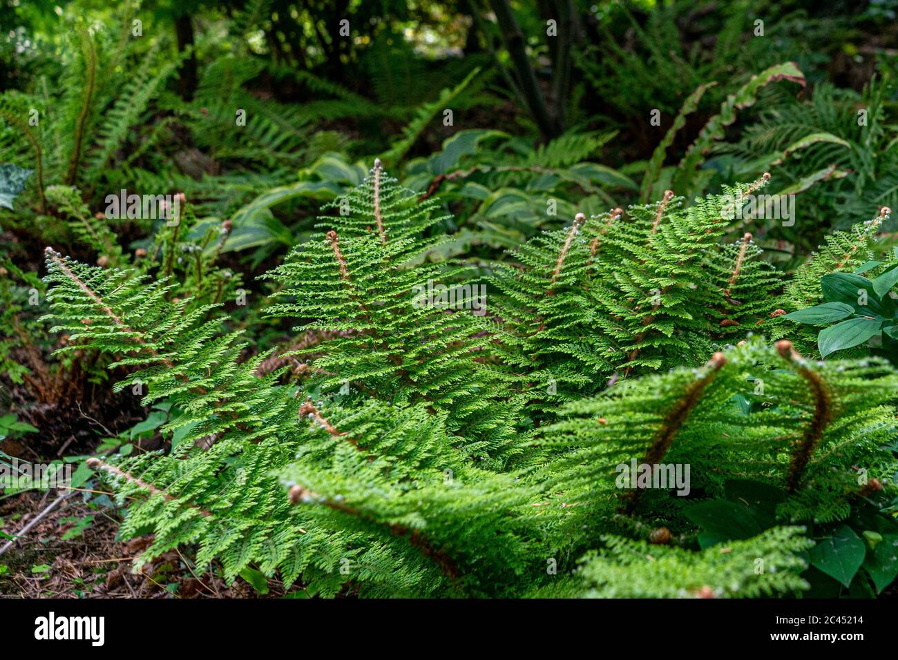 Beautiful ferns leaves natural hi-res stock photography and images - Alamy