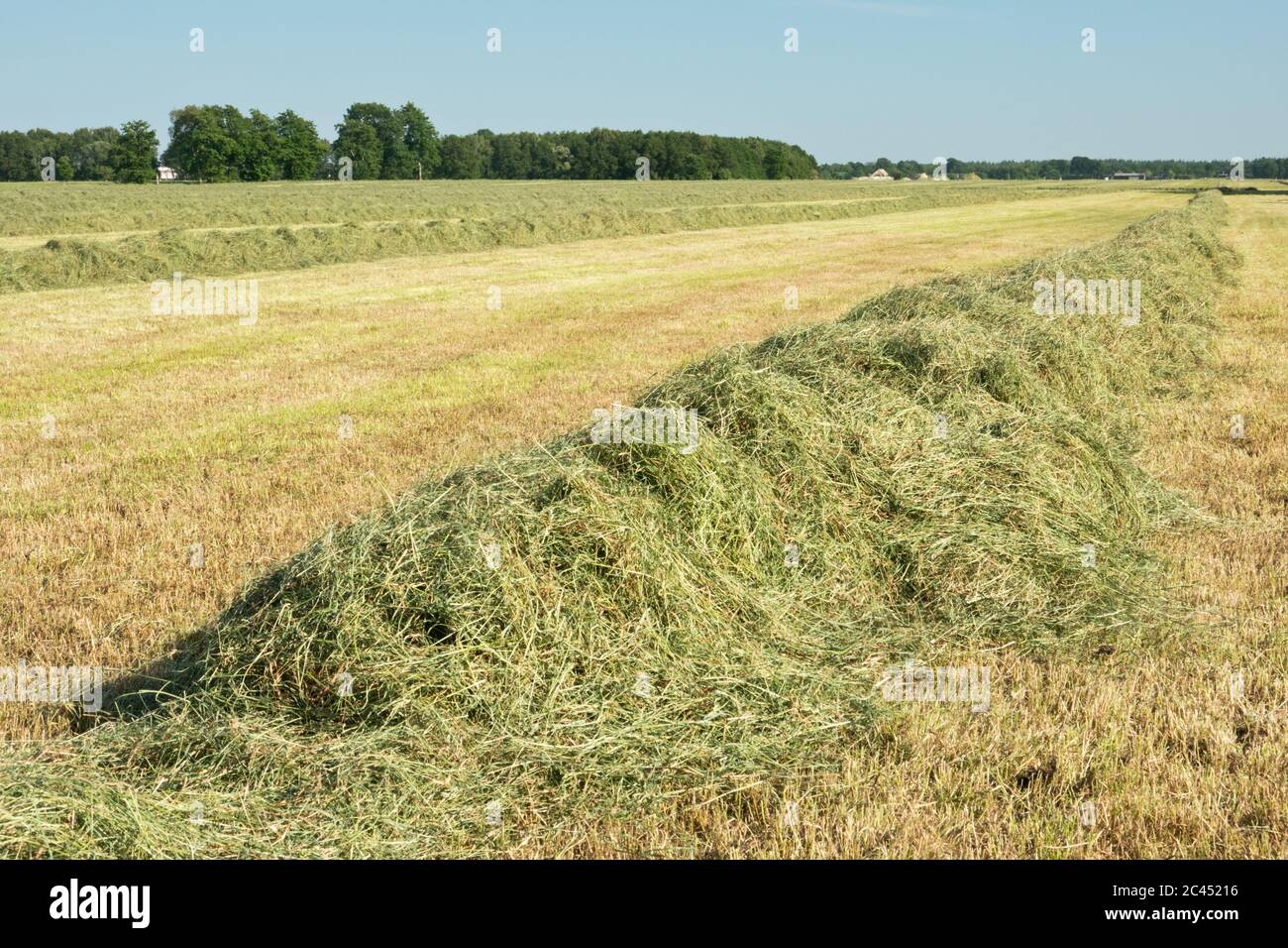 Grassland with raked mown grass for haymaking Stock Photo