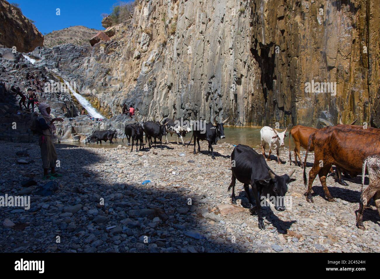 Hamedela, Ethiopia - Nov 2018: Shepherd and Longhorn african cattle drinking from the river, Afar region, Ethiopia Stock Photo