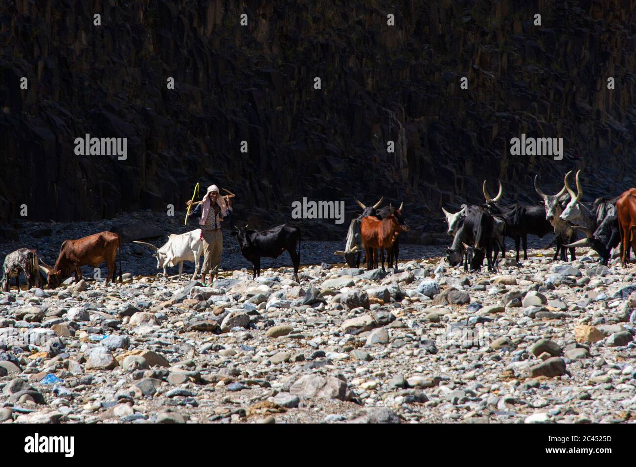 Hamedela, Ethiopia - Nov 2018: Shepherd and Longhorn african cattle drinking from the river, Afar region, Ethiopia Stock Photo