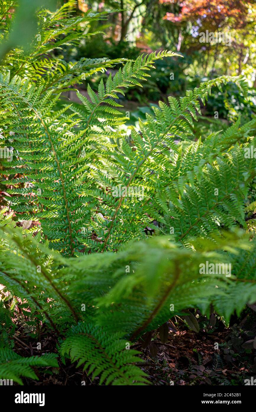 Close up fern leaves hi-res stock photography and images - Alamy