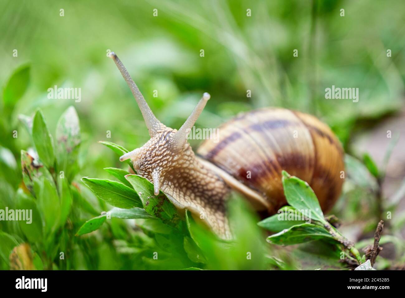 Snail crawling on grass after rain Stock Photo
