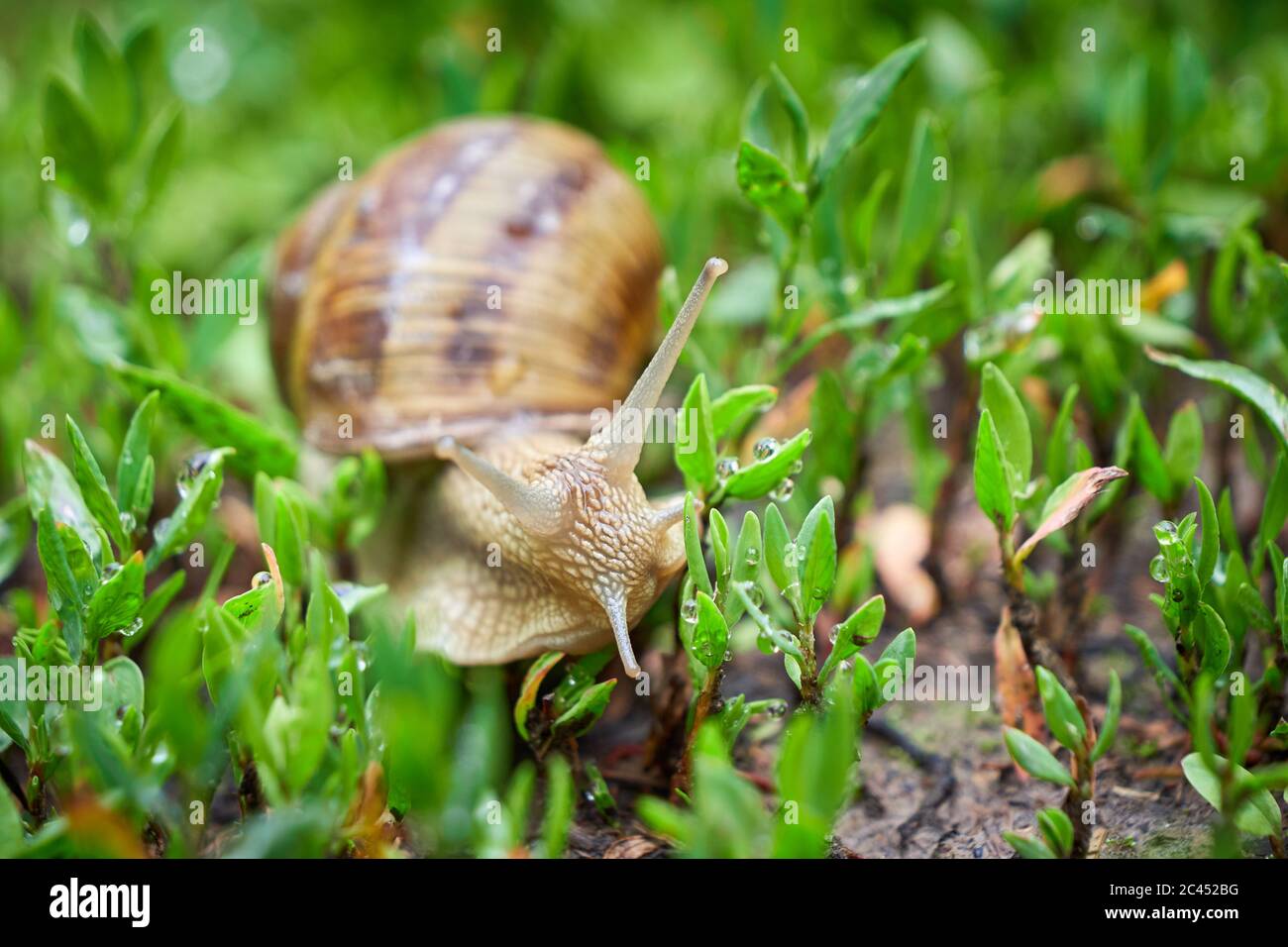 Snail crawling on grass after rain Stock Photo