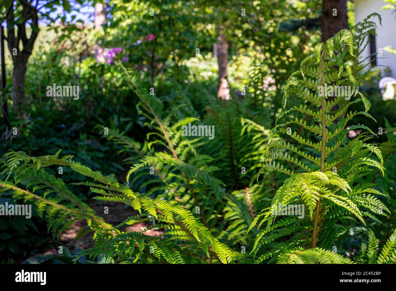 Close up fern hi-res stock photography and images - Alamy