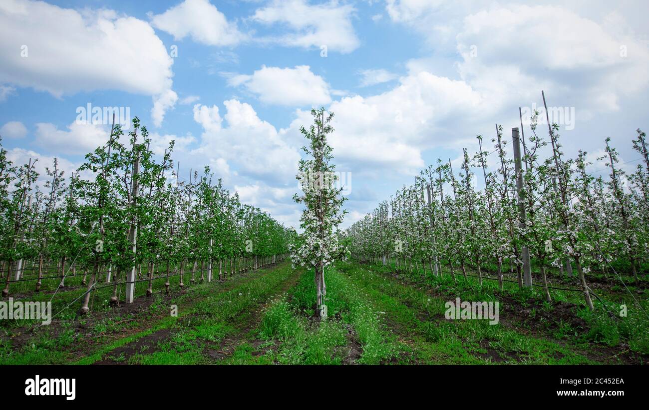 Between Grass Rows Food Between Leaf And Grass High Resolution Stock Photography and ...