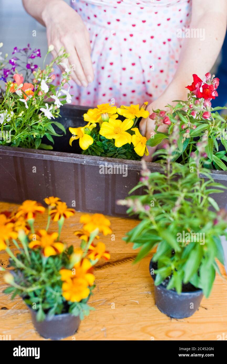 Woman Plants Flowers In A Flower Box Stock Photo Alamy