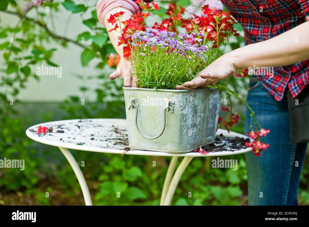 Woman Plants Flowers In A Flower Box Stock Photo Alamy