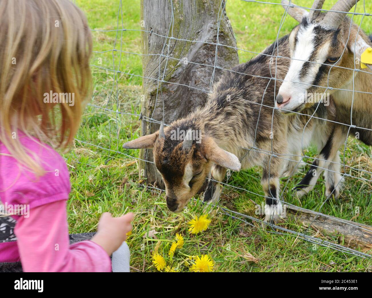 little kid feeding some goats outdoor with flowers and grass Stock