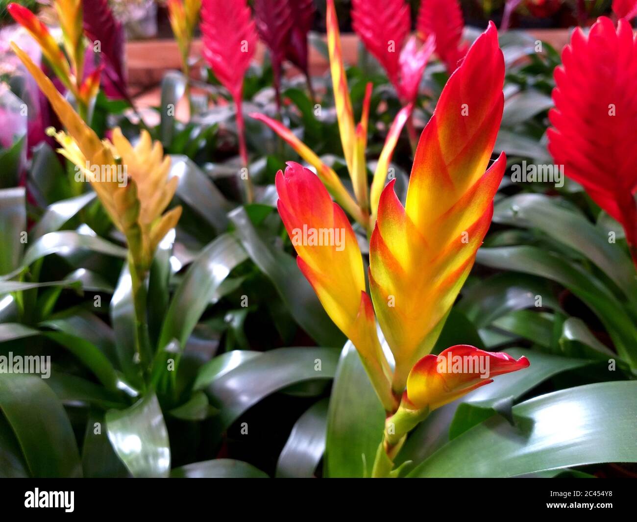 Closeup shot of a colorful exotic flower Stock Photo