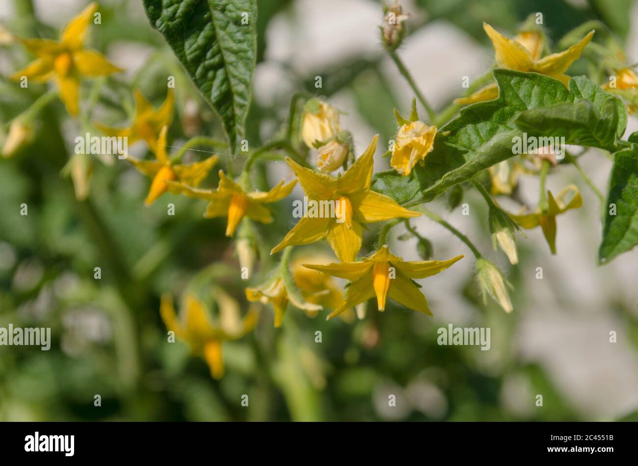 Organic tomato plant and flowers. Tomatoes plant with green leaves in the vegetable garden Stock