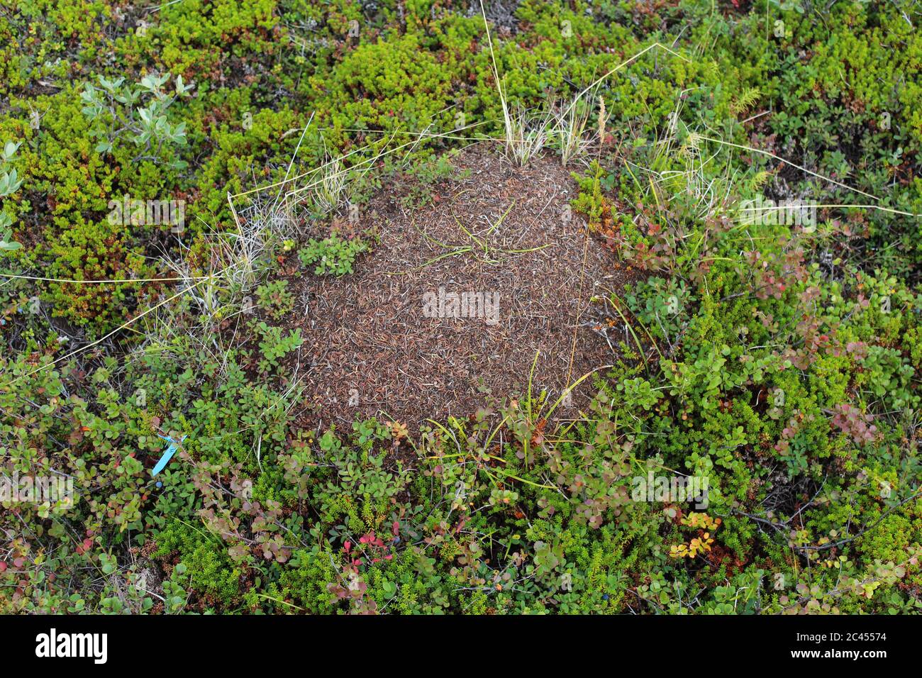 Close up of Ant mounds of the formica lugubris in the arctic tundra, northern Sweden Stock Photo