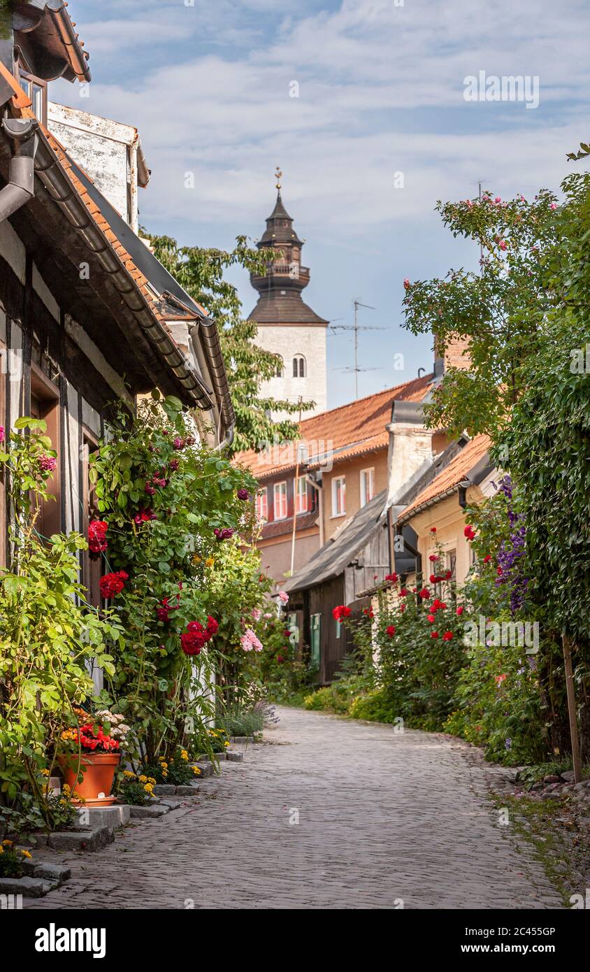 Roses on the old narrow street Fisherman's alley (Fiskargrand). Visby, Gotland, Sweden, Scandinavia. Stock Photo