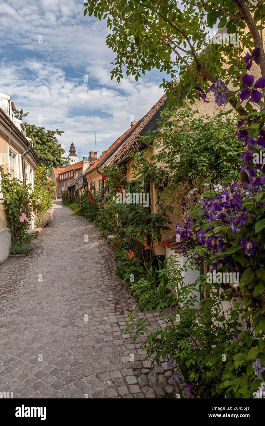 Roses on the old narrow street Fisherman's alley (Fiskargrand). Visby, Gotland, Sweden, Scandinavia. Stock Photo