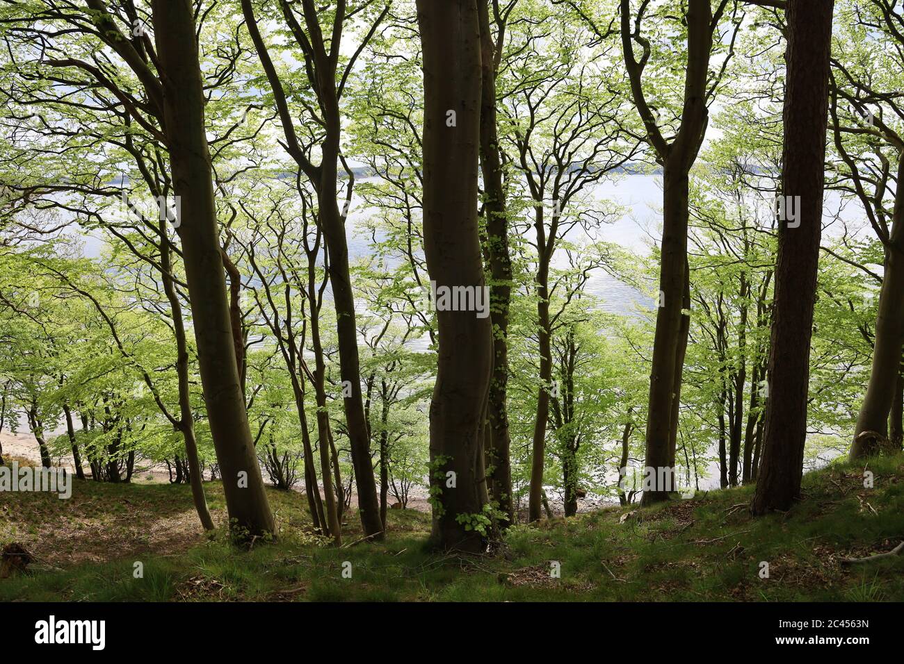 Beautiful forest with green plantations and trees under a cloudy sky in ...