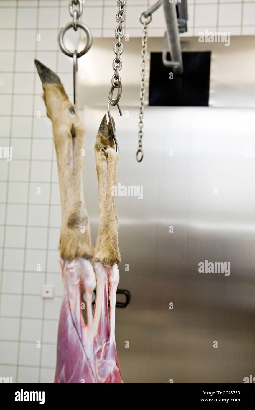 Dead deer hangs on a meat hook Stock Photo