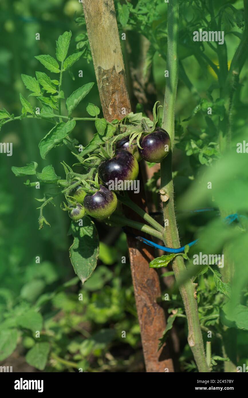 Cultivation Of Organic Tomatoes Black Tomato Plant And Fruit Growing Tomatoes In Greenhouse Stock Photo Alamy