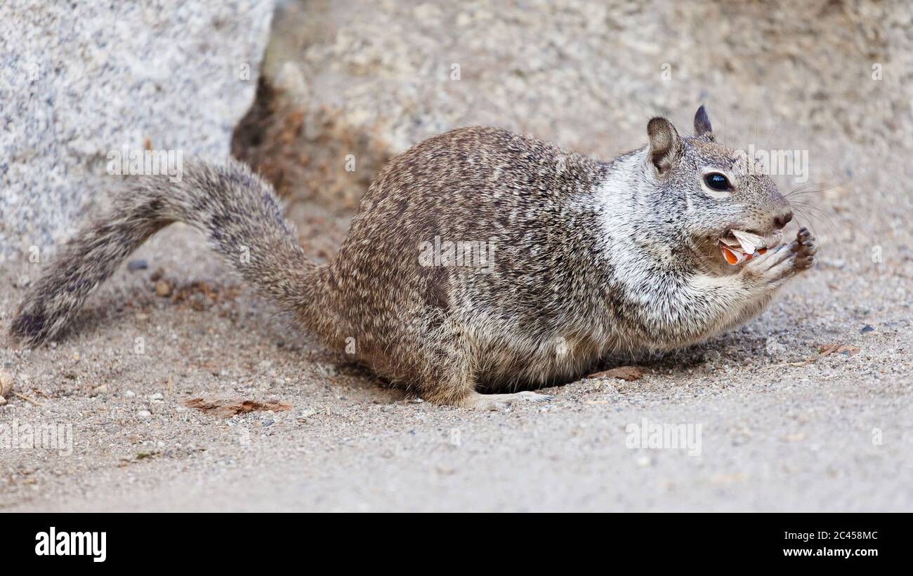 California ground squirrel eating plastic at Glacier Point, Yosemite National Park, California, USA. Stock Photo