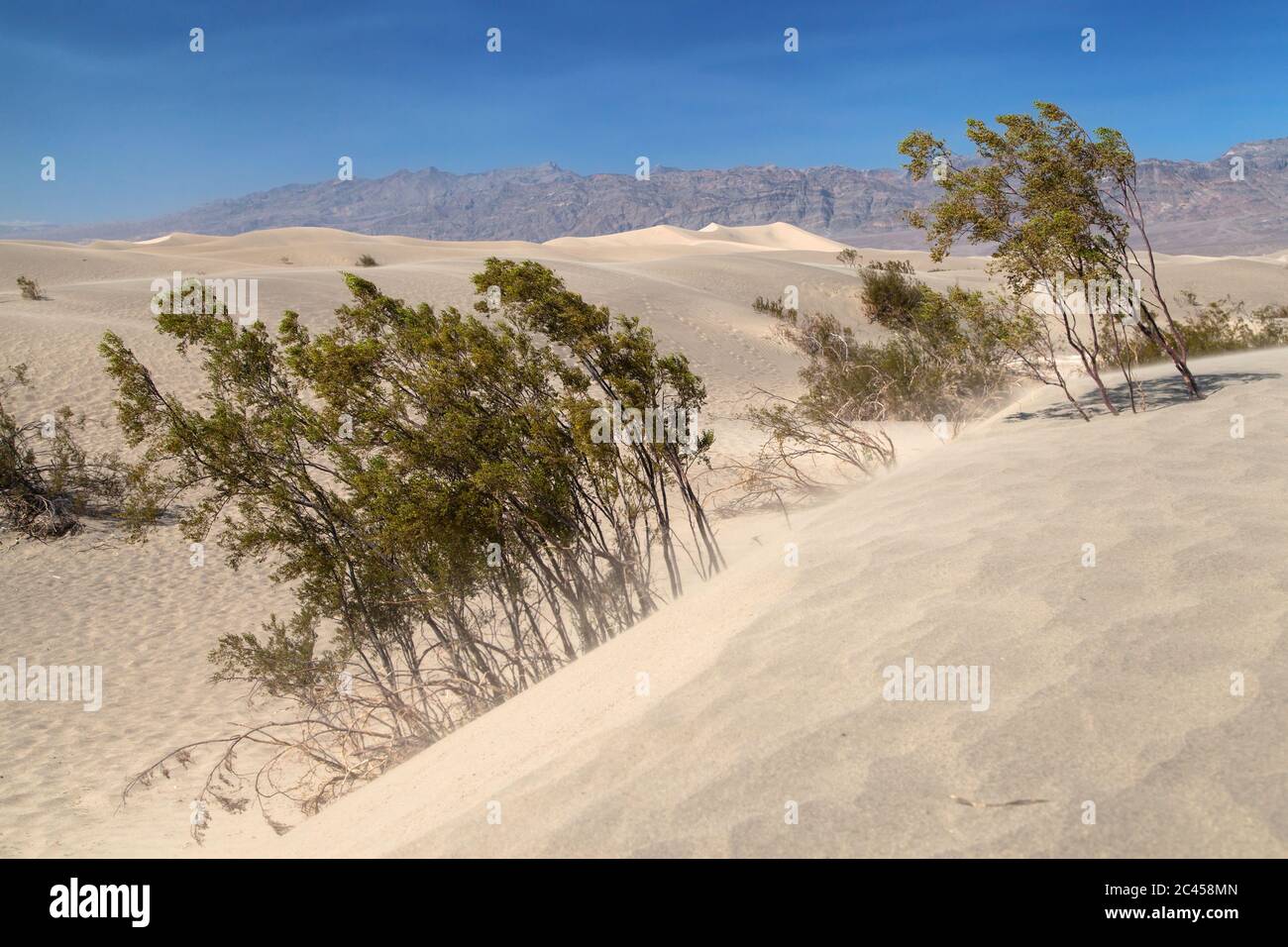 Bushes growing in the Mesquite Flat Sand Dunes, Death Valley National