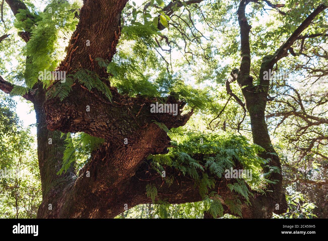 Closeup shot thick branch hi-res stock photography and images - Alamy