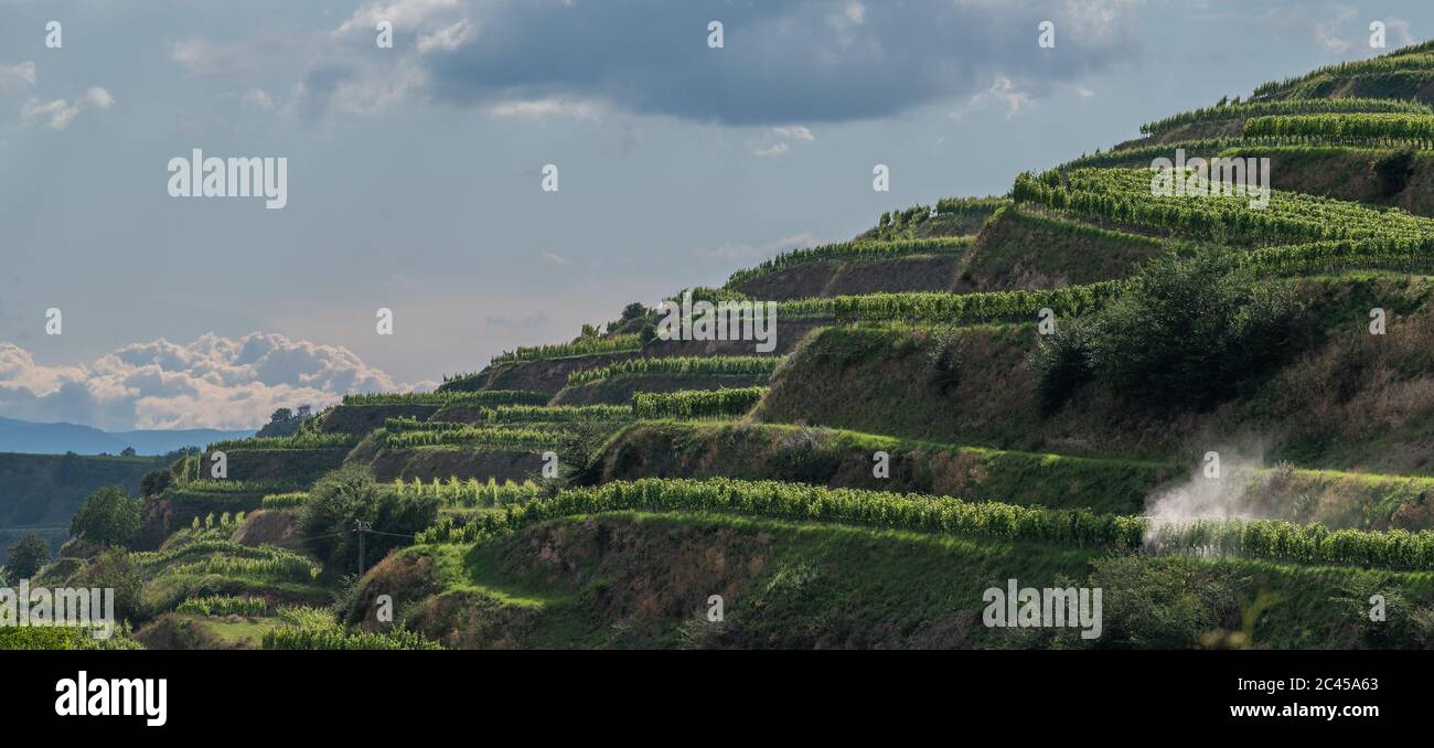 vineyards of Kaiserstuhl, Baden, Germany Stock Photo